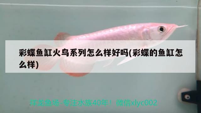 彩蝶魚(yú)缸火鳥(niǎo)系列怎么樣好嗎(彩蝶的魚(yú)缸怎么樣)