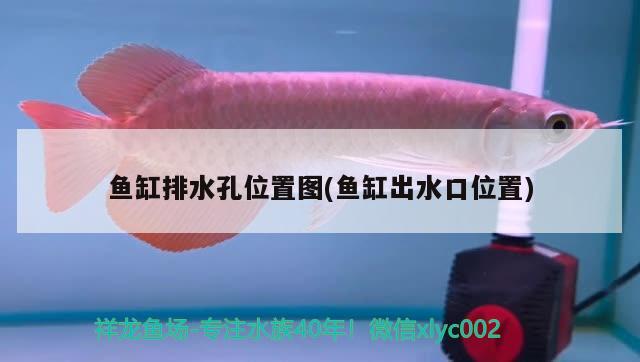 魚缸排水孔位置圖(魚缸出水口位置) 鸚鵡魚