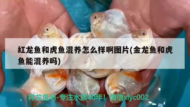 紅龍魚(yú)和虎魚(yú)混養(yǎng)怎么樣啊圖片(金龍魚(yú)和虎魚(yú)能混養(yǎng)嗎) 虎魚(yú)百科