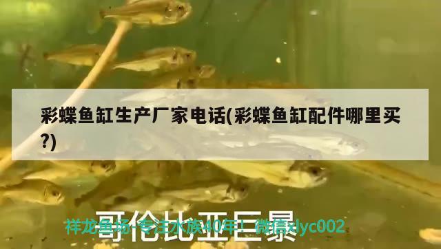 彩蝶魚缸生產廠家電話(彩蝶魚缸配件哪里買?) 白子球鯊魚