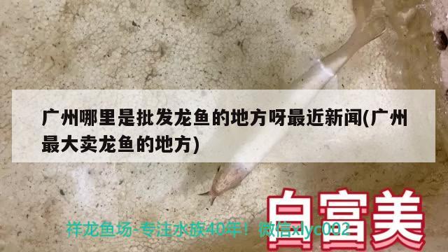 廣州哪里是批發(fā)龍魚的地方呀最近新聞(廣州最大賣龍魚的地方) 過背金龍魚