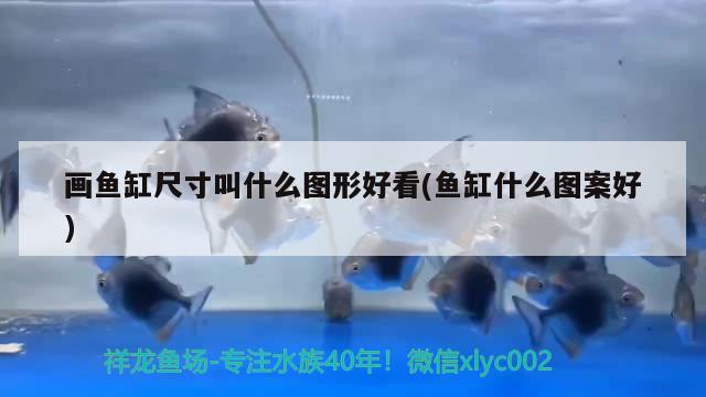 畫魚缸尺寸叫什么圖形好看(魚缸什么圖案好)