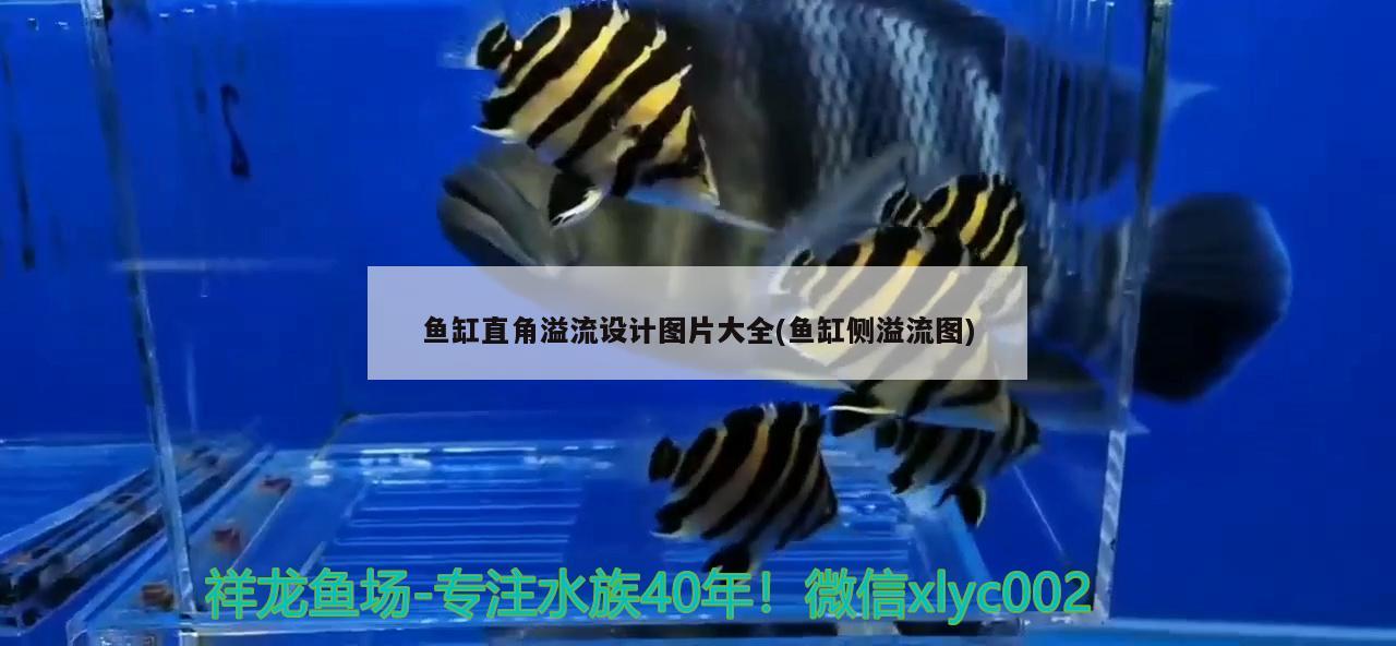 魚(yú)缸直角溢流設(shè)計(jì)圖片大全(魚(yú)缸側(cè)溢流圖) 帝王迷宮魚(yú)