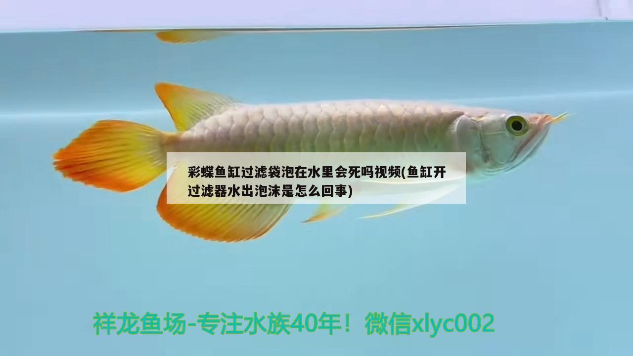 彩蝶魚缸過濾袋泡在水里會死嗎視頻(魚缸開過濾器水出泡沫是怎么回事)