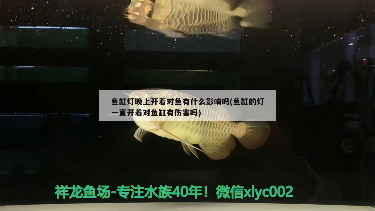 魚(yú)缸燈晚上開(kāi)著對(duì)魚(yú)有什么影響嗎(魚(yú)缸的燈一直開(kāi)著對(duì)魚(yú)缸有傷害嗎) 虎斑恐龍魚(yú)