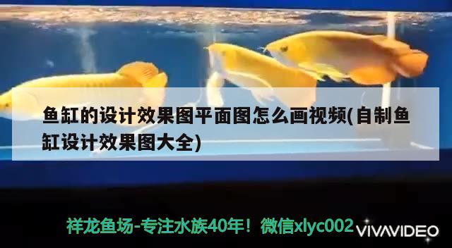 魚缸的設計效果圖平面圖怎么畫視頻(自制魚缸設計效果圖大全) 魚缸百科