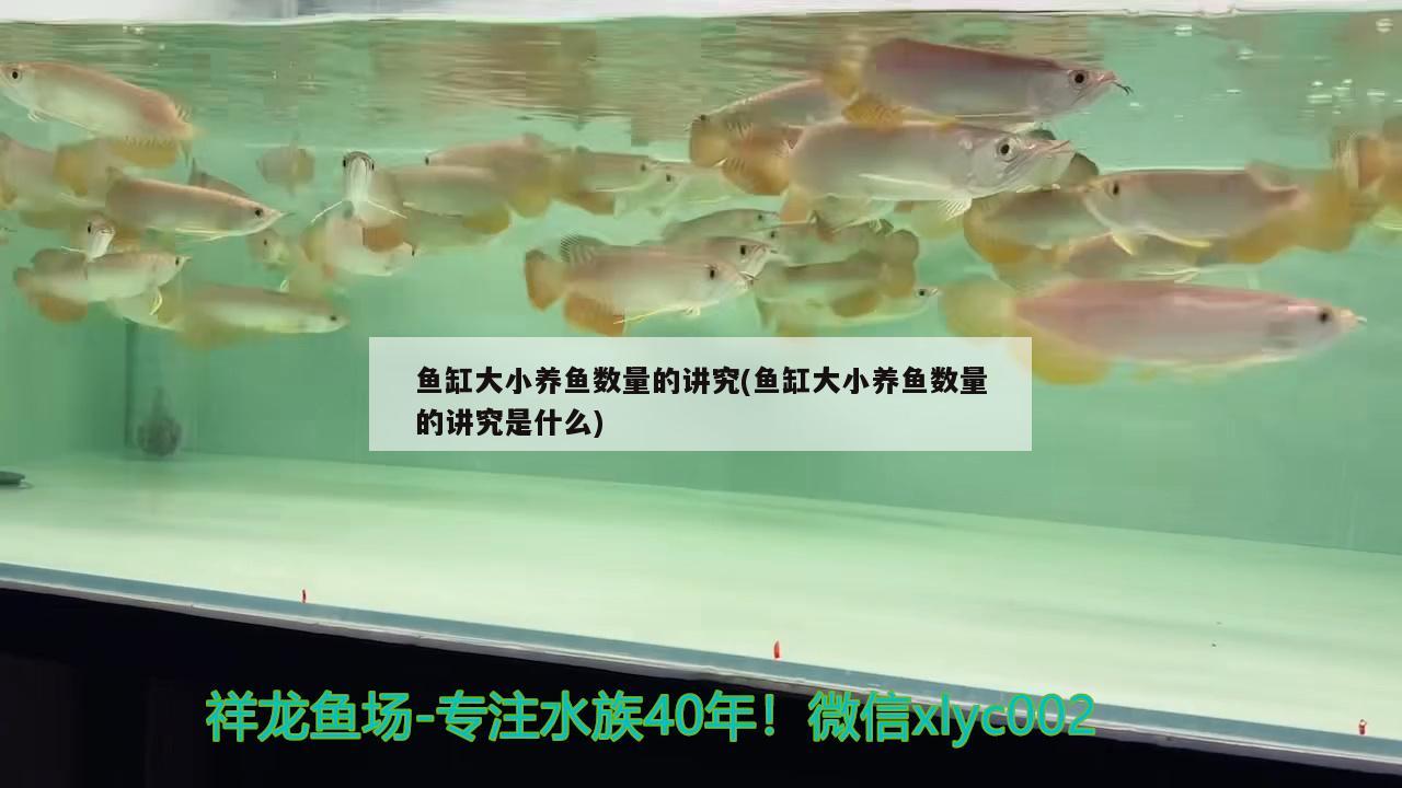 魚缸大小養(yǎng)魚數量的講究(魚缸大小養(yǎng)魚數量的講究是什么)