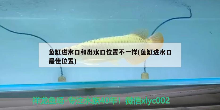 魚缸進(jìn)水口和出水口位置不一樣(魚缸進(jìn)水口最佳位置) 元寶鳳凰魚專用魚糧 第2張