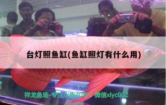 臺燈照魚缸(魚缸照燈有什么用) 大白鯊魚苗