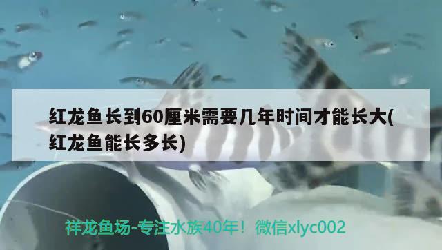 紅龍魚長到60厘米需要幾年時間才能長大(紅龍魚能長多長) 圖騰金龍魚