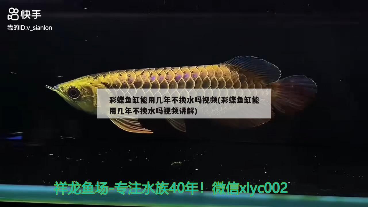 彩蝶魚缸能用幾年不換水嗎視頻(彩蝶魚缸能用幾年不換水嗎視頻講解) 暹羅巨鯉