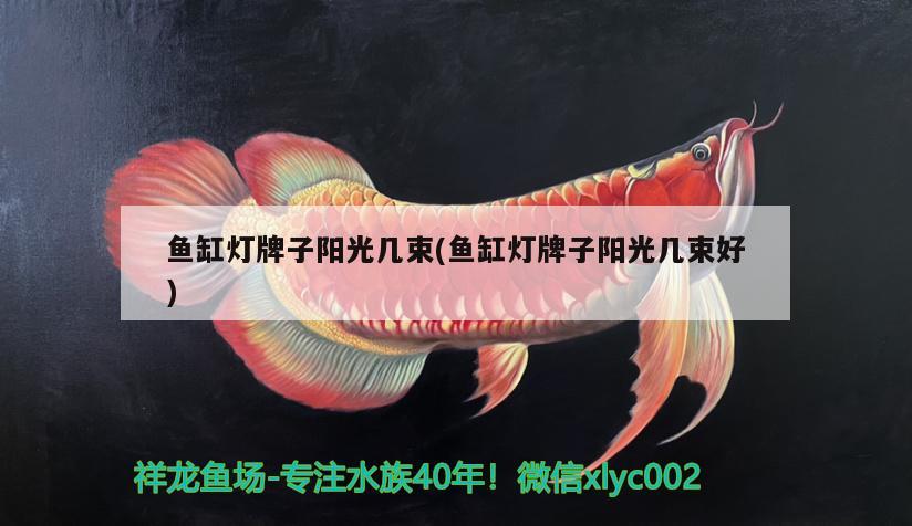 魚缸燈牌子陽光幾束(魚缸燈牌子陽光幾束好)