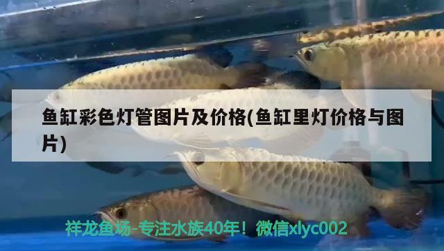 黃寫錦鯉圖片：黃寫錦鯉和緋寫錦鯉的區(qū)別 觀賞魚 第2張