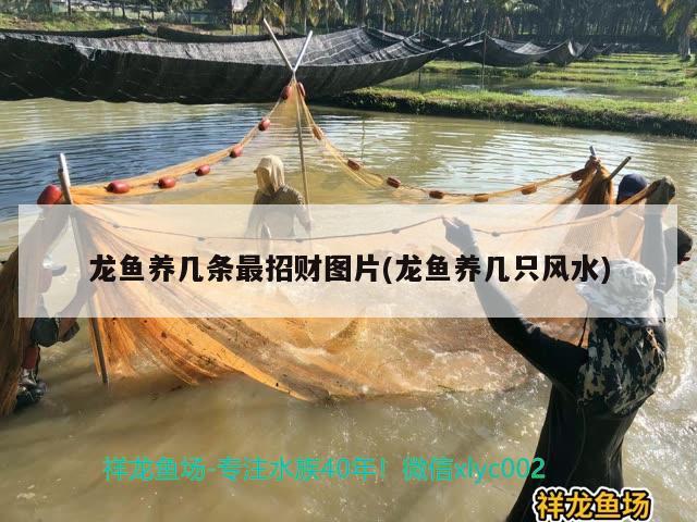 龍魚養(yǎng)幾條最招財圖片(龍魚養(yǎng)幾只風(fēng)水) 魚缸風(fēng)水