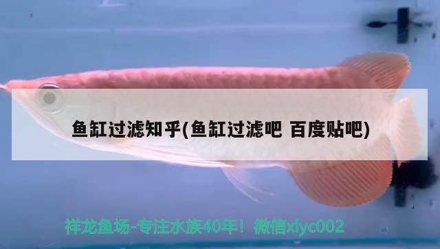 魚缸過濾知乎(魚缸過濾吧百度貼吧) 戰(zhàn)車紅龍魚