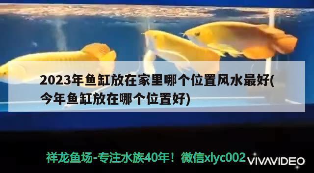 2023年魚缸放在家里哪個(gè)位置風(fēng)水最好(今年魚缸放在哪個(gè)位置好)