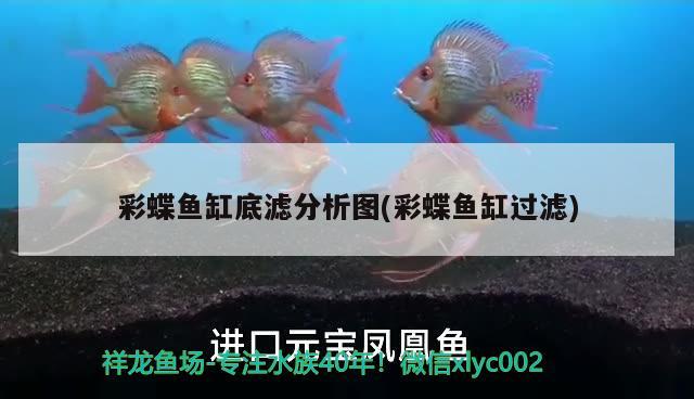 彩蝶魚缸底濾分析圖(彩蝶魚缸過濾) 撒旦鴨嘴魚