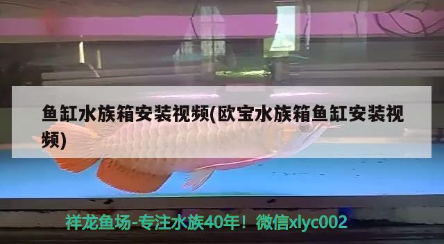 魚缸水族箱安裝視頻(歐寶水族箱魚缸安裝視頻) 魚缸/水族箱