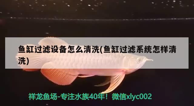 金龍魚外企(金龍魚外企工資多少) 埃及神仙魚