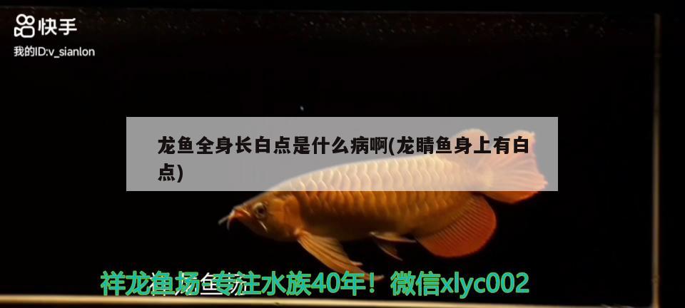 龍魚全身長白點是什么病啊(龍睛魚身上有白點)