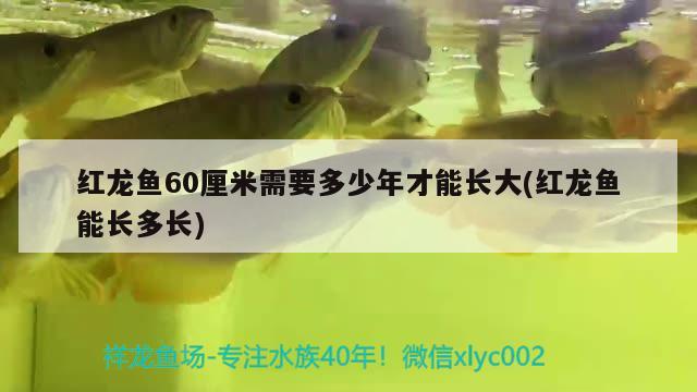 紅龍魚(yú)60厘米需要多少年才能長(zhǎng)大(紅龍魚(yú)能長(zhǎng)多長(zhǎng)) 大嘴鯨魚(yú)