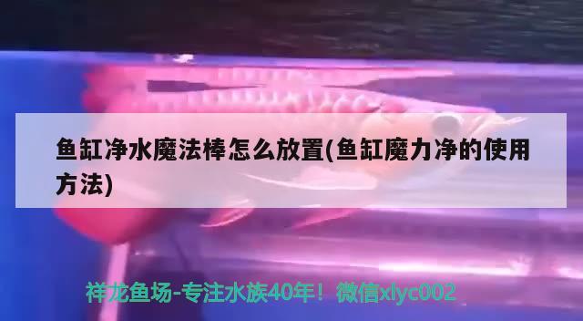 魚缸凈水魔法棒怎么放置(魚缸魔力凈的使用方法)