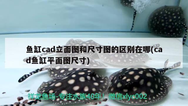 魚缸cad立面圖和尺寸圖的區(qū)別在哪(cad魚缸平面圖尺寸) 奈及利亞紅圓點狗頭