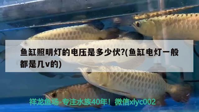 魚(yú)缸照明燈的電壓是多少伏?(魚(yú)缸電燈一般都是幾v的) 紅頭利魚(yú)