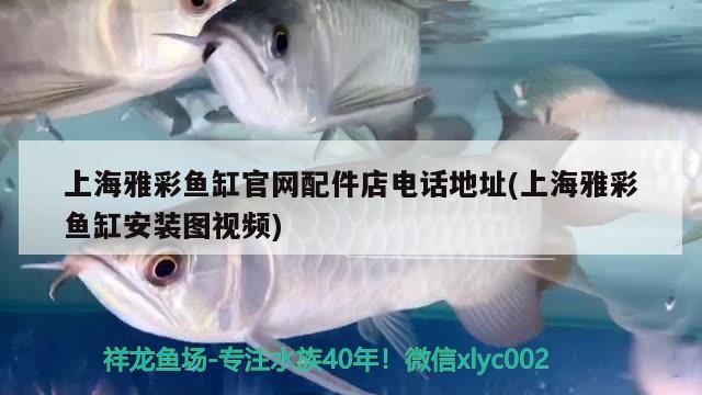 上海雅彩魚缸官網(wǎng)配件店電話地址(上海雅彩魚缸安裝圖視頻) 銀龍魚苗