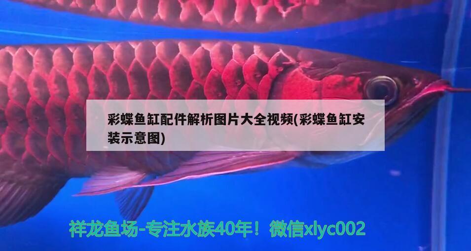 彩蝶魚缸配件解析圖片大全視頻(彩蝶魚缸安裝示意圖) 三間鼠魚苗