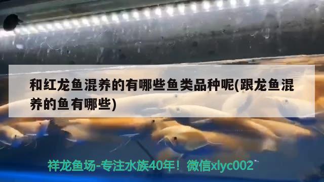 和紅龍魚混養(yǎng)的有哪些魚類品種呢(跟龍魚混養(yǎng)的魚有哪些) 祥龍水族濾材/器材