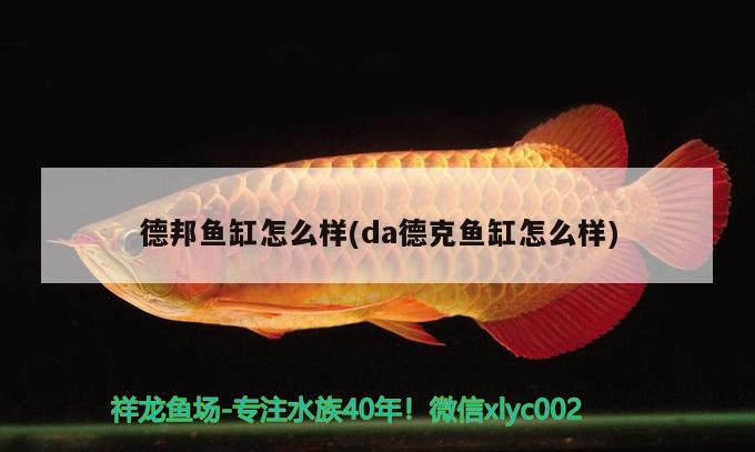 德邦魚缸怎么樣(da德克魚缸怎么樣)