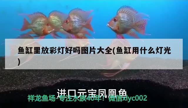 手欠虎苗小魚缸換大魚缸水泵吸走2條 魚缸水泵 第3張