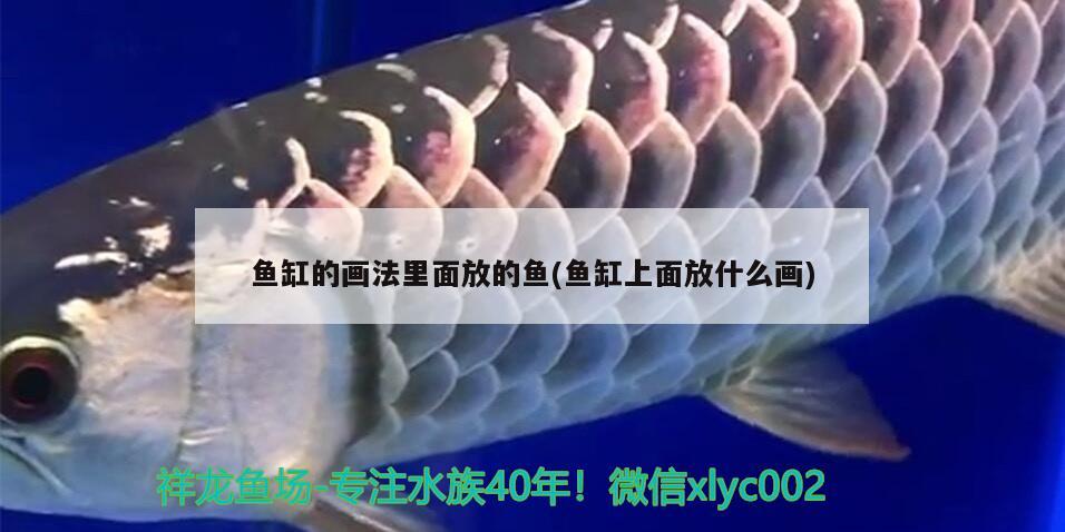 魚缸的畫法里面放的魚(魚缸上面放什么畫) 帝王血鉆魚