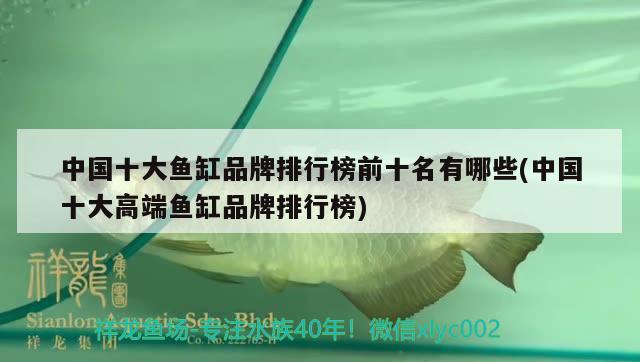 中國十大魚缸品牌排行榜前十名有哪些(中國十大高端魚缸品牌排行榜) 黃金夢幻雷龍魚