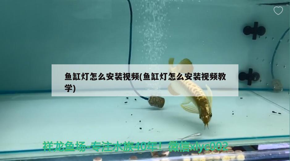 魚缸燈怎么安裝視頻(魚缸燈怎么安裝視頻教學(xué))