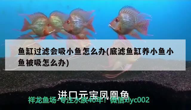 魚(yú)缸過(guò)濾會(huì)吸小魚(yú)怎么辦(底濾魚(yú)缸養(yǎng)小魚(yú)小魚(yú)被吸怎么辦) 黃鰭鯧魚(yú)