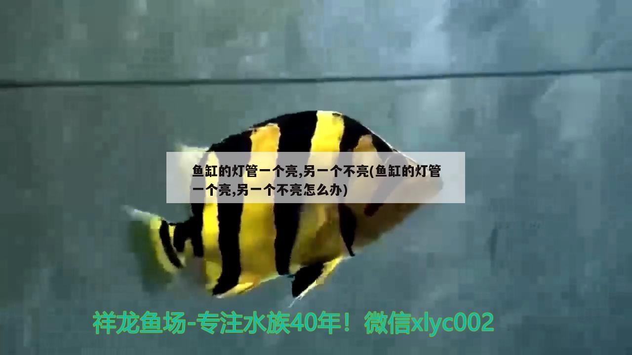 安彩魚缸過濾器怎么樣用視頻(亮點魚缸過濾安裝視頻)