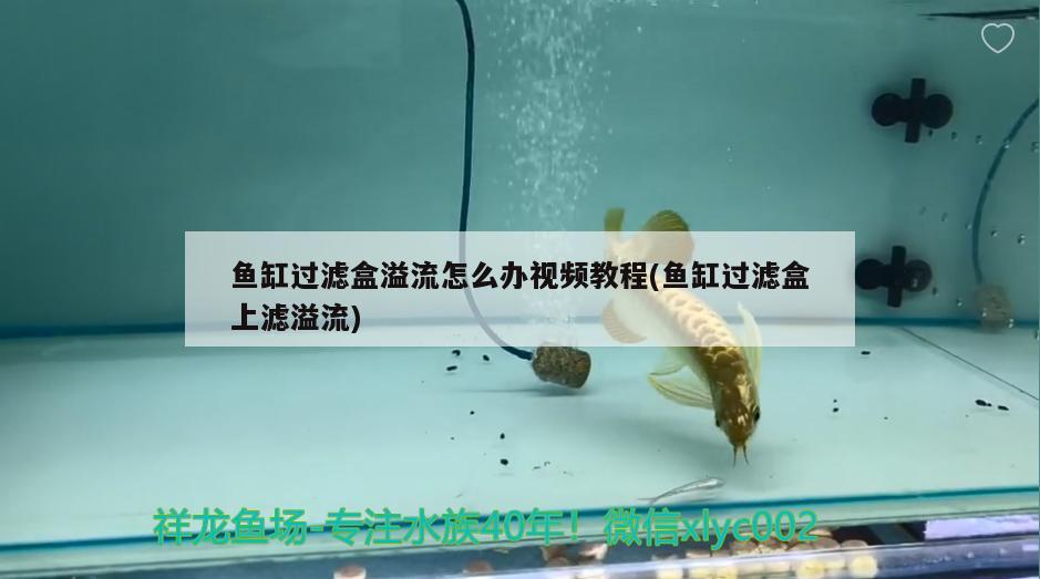 魚缸過(guò)濾盒溢流怎么辦視頻教程(魚缸過(guò)濾盒上濾溢流) 孵化器 第1張