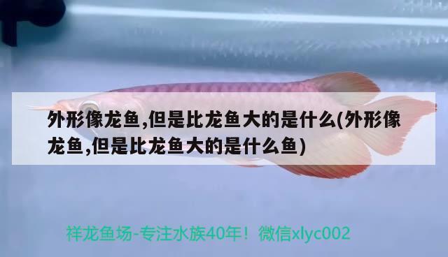 外形像龍魚,但是比龍魚大的是什么(外形像龍魚,但是比龍魚大的是什么魚)