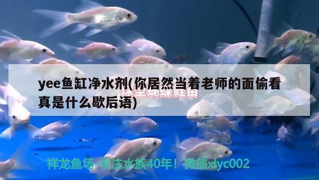 yee魚缸凈水劑(你居然當(dāng)著老師的面偷看真是什么歇后語)