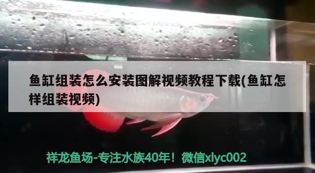 金龍有多少種，分別是什么呢，龍魚的品種有幾種！ 觀賞魚 第1張