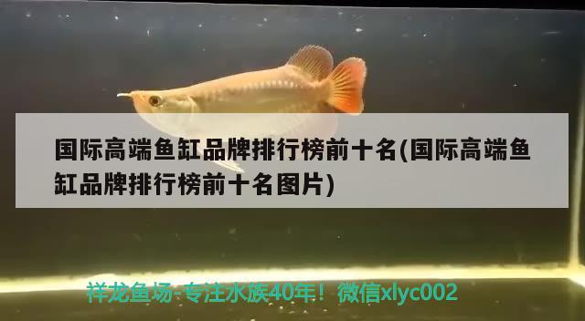 國際高端魚缸品牌排行榜前十名(國際高端魚缸品牌排行榜前十名圖片) 稀有紅龍品種