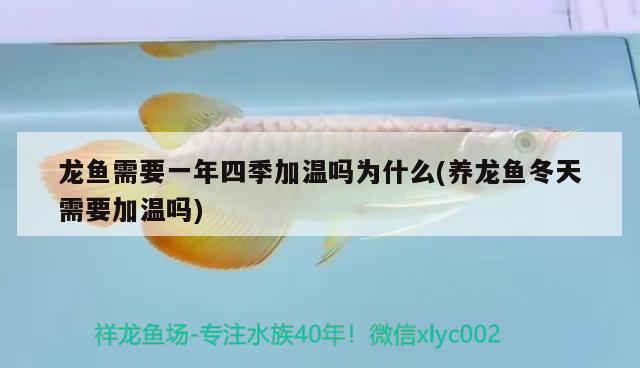 吐魯番水族批發(fā)市場在哪里啊多少錢一個（吐魯番飲料批發(fā)市場在哪里）