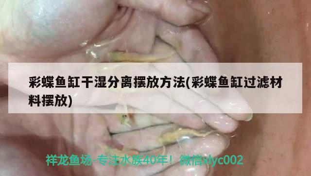 彩蝶魚缸干濕分離擺放方法(彩蝶魚缸過濾材料擺放) 印尼虎苗