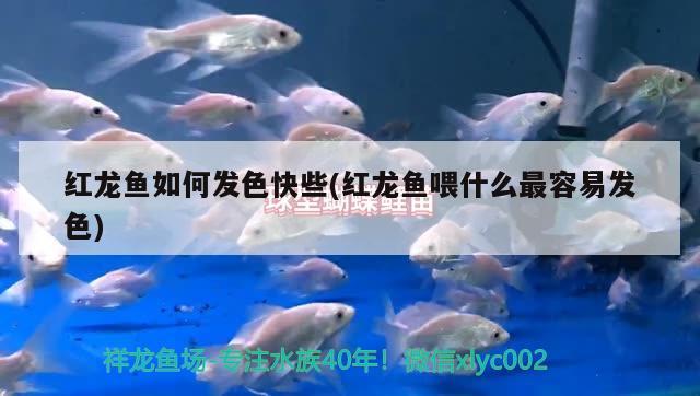 新引進了五虎上將 杰西卡恐龍魚 第2張