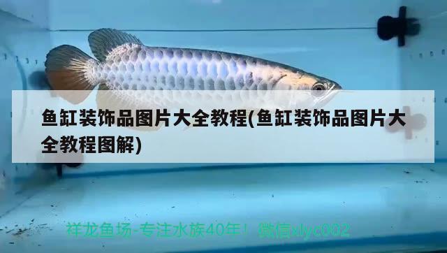 魚缸裝飾品圖片大全教程(魚缸裝飾品圖片大全教程圖解) 祥龍超血紅龍魚