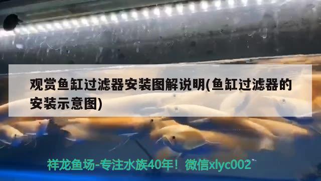 上過(guò)濾魚(yú)缸過(guò)濾棉多久換一次好(魚(yú)缸過(guò)濾器棉多久換一次) 夢(mèng)幻雷龍魚(yú)