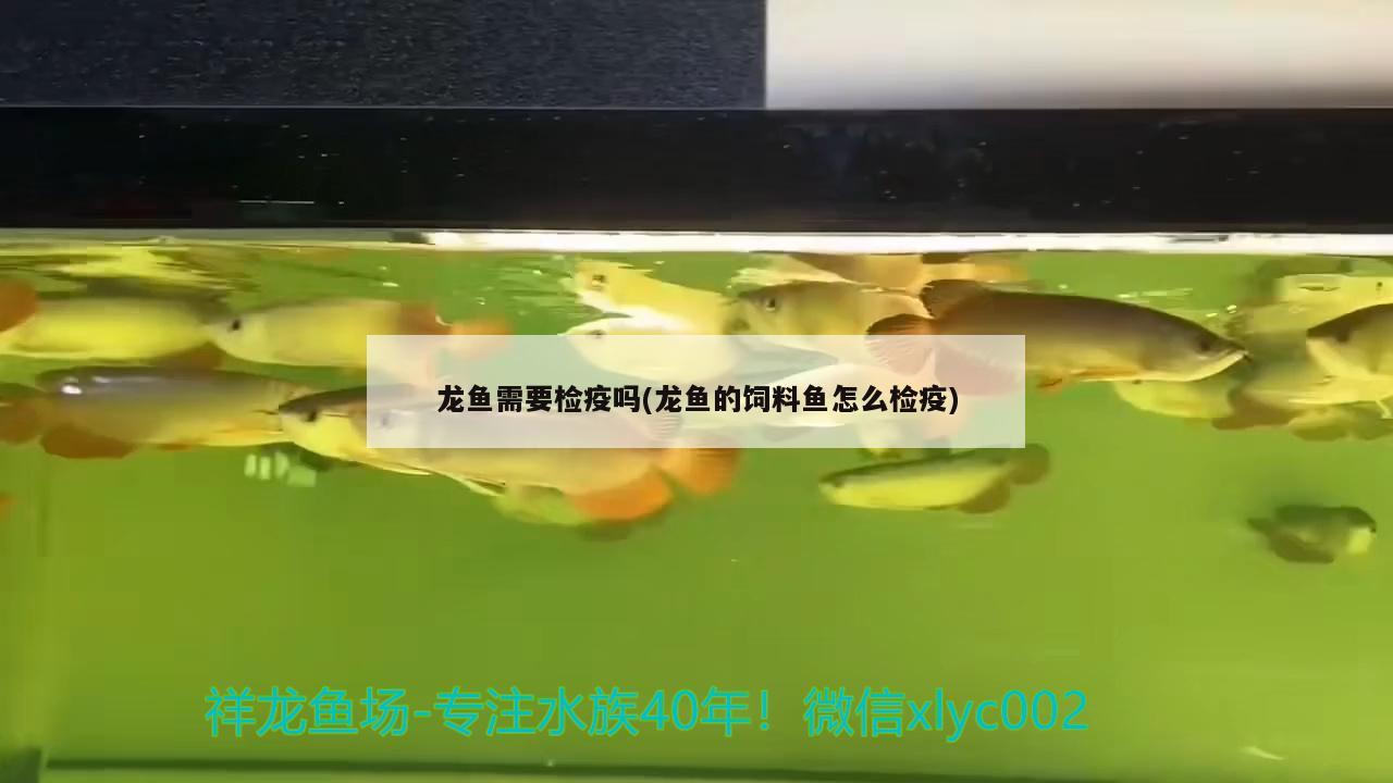 龍魚需要檢疫嗎(龍魚的飼料魚怎么檢疫)