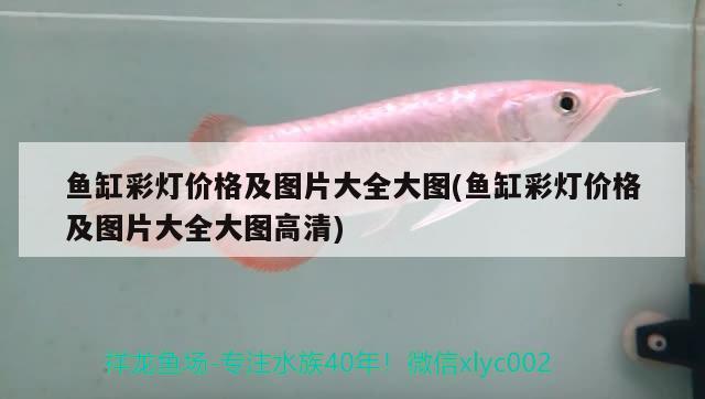 養(yǎng)魚是不是為了折騰？ 白子銀龍魚苗 第2張